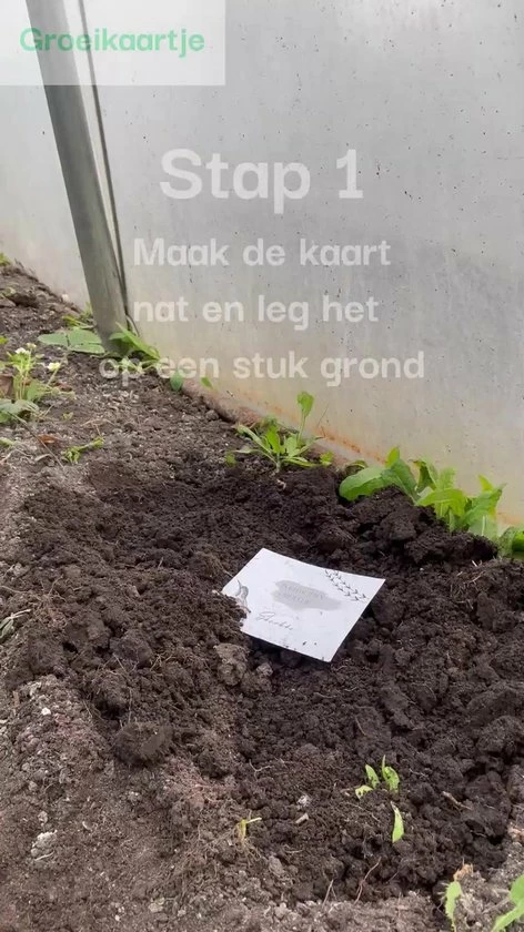 Groeikaartje Kerstkaart Met Enveloppen - 6 Stuks - Bloeikaart Met Zaadjes - Luxe Kerstkaart Van Groeipapier 2 Groeikaartje Kerstkaart Met Enveloppen - 6 Stuks - Bloeikaart Met Zaadjes - Luxe Kerstkaart Van Groeipapier - Afbeelding 2