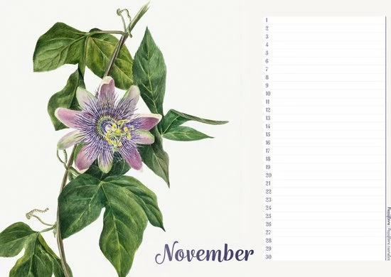 Studio Colori Verjaardagskalender Wilde Bloemen - Wandkalender A4 - Niet Jaargebonden 6 Studio Colori Verjaardagskalender Wilde Bloemen - Wandkalender A4 - Niet Jaargebonden - Afbeelding 6