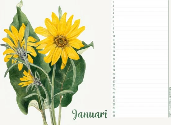 Studio Colori Verjaardagskalender Wilde Bloemen - Wandkalender A4 - Niet Jaargebonden 3 Studio Colori Verjaardagskalender Wilde Bloemen - Wandkalender A4 - Niet Jaargebonden - Afbeelding 3
