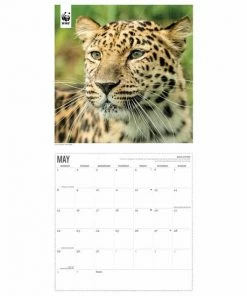 CAROUSEL CALENDARS Big Cats Kalender 2023 -Parker IM Vibrant Ring Shop 550x550 155