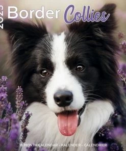 Plenty Gifts Border Collie Kalender 2023