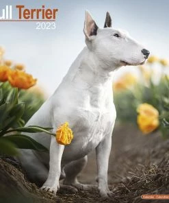 Avonside Bull Terriers Kalender 2023